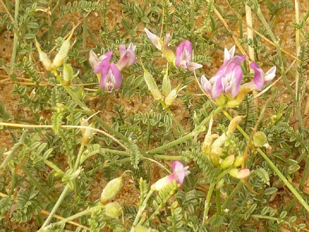 Astragalus baionensis (Fabaceae)